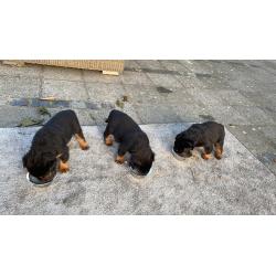 Mooie lieve Rottweiler pups