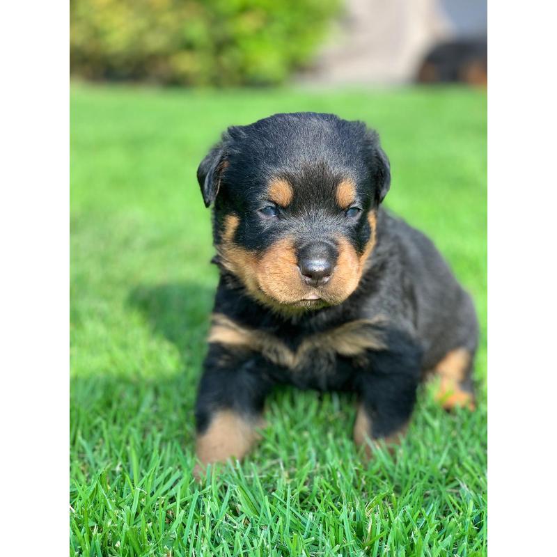 Mooie lieve Rottweiler pups