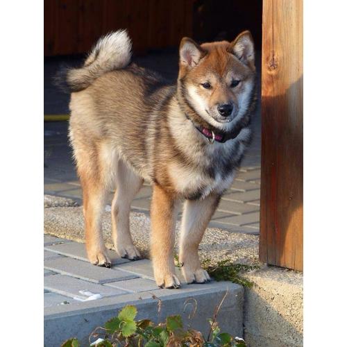 Shiba inu puppy