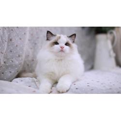 British shorthair and ragdoll kittens