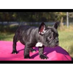 Franse Bulldog-puppy&#039;s klaar voor adoptie