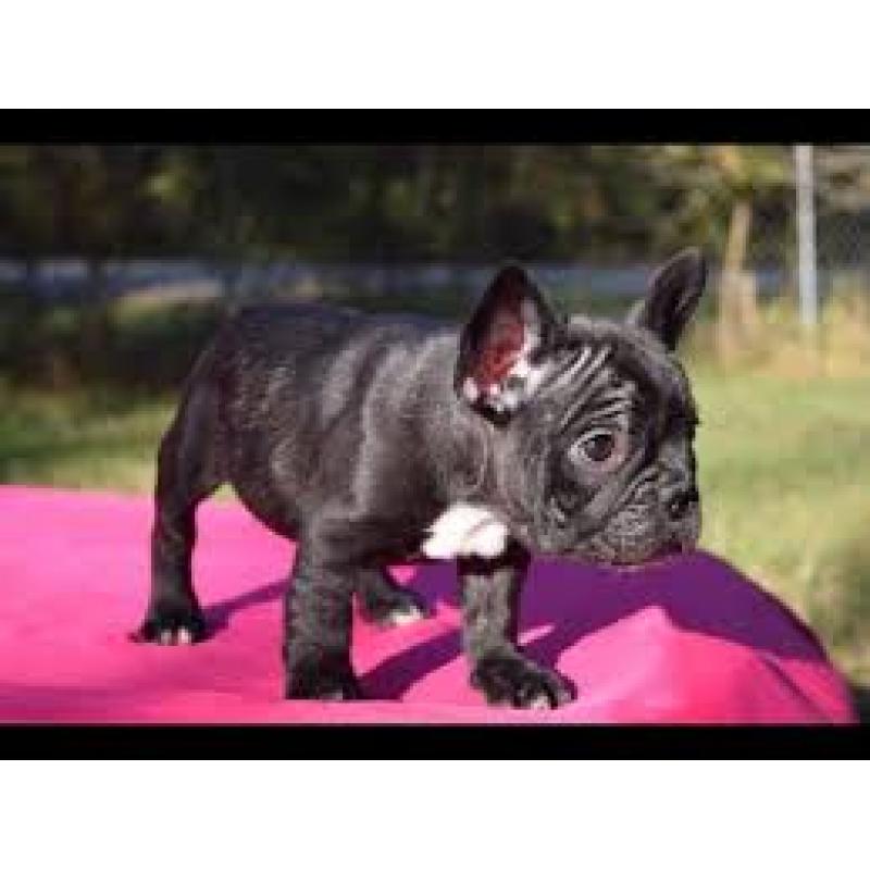 Franse Bulldog-puppy&#039;s klaar voor adoptie