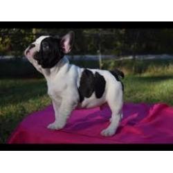 Franse Bulldog-puppy&#039;s klaar voor adoptie