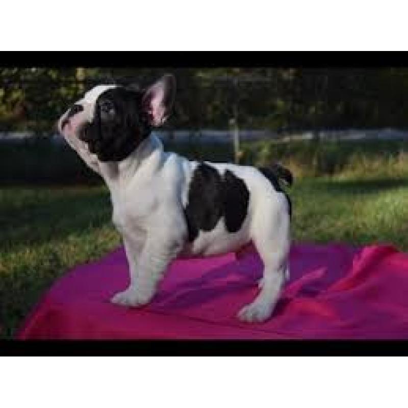 Franse Bulldog-puppy&#039;s klaar voor adoptie