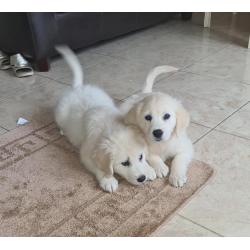 Golden Retriever-puppy&#039;s