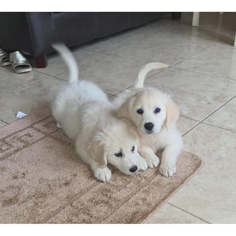 Golden Retriever-puppy&#039;s