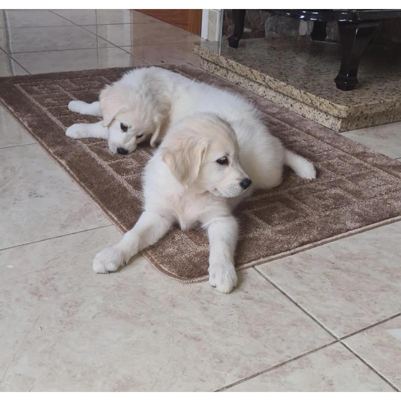 Golden Retriever-puppy&#039;s