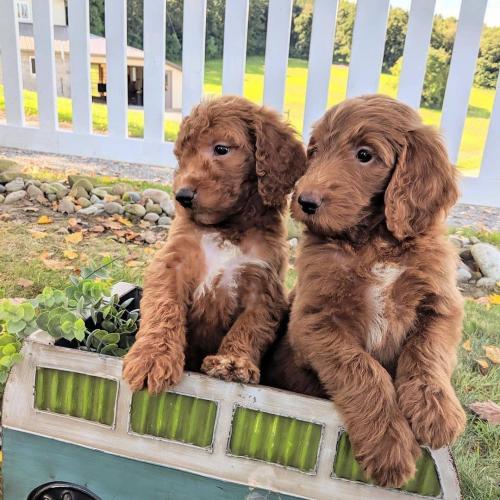 Goldendoodle-puppy&#039;s