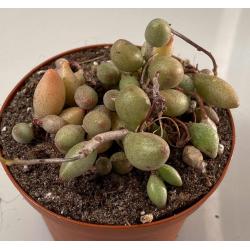 Adromischus Filicaulis ssp Marlothii