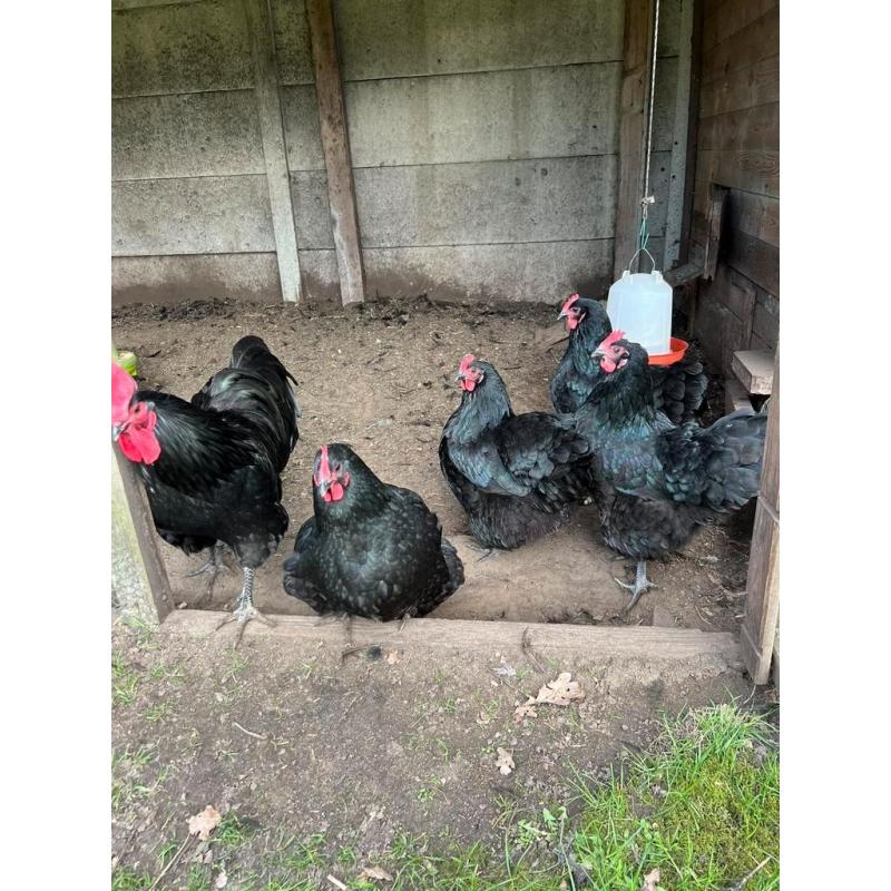 Broedeieren australorp