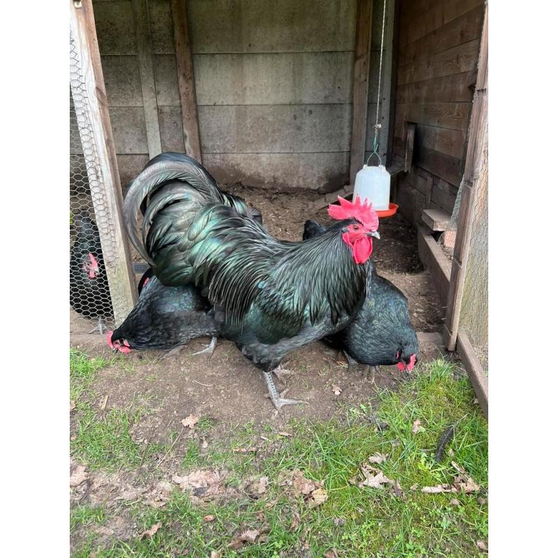 Broedeieren australorp