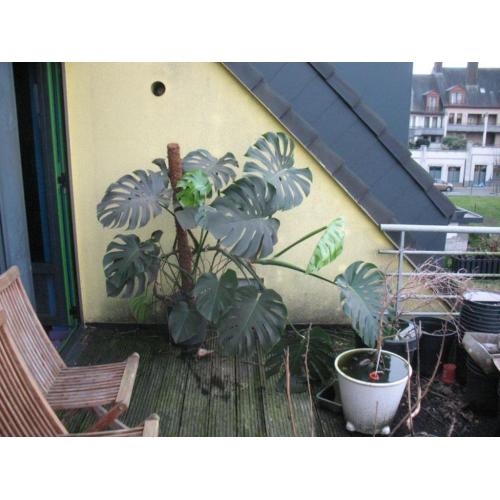 Grote Vingerplant, Monstera,