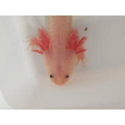 Axolotl, wit-roze