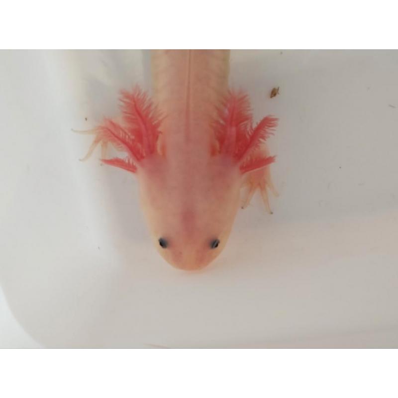 Axolotl, wit-roze