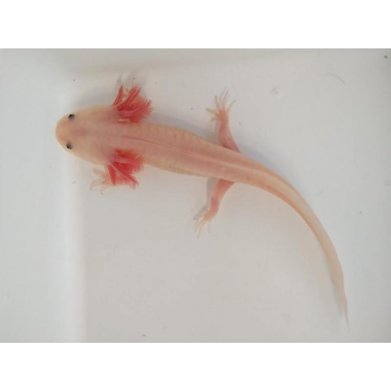 Axolotl, wit-roze