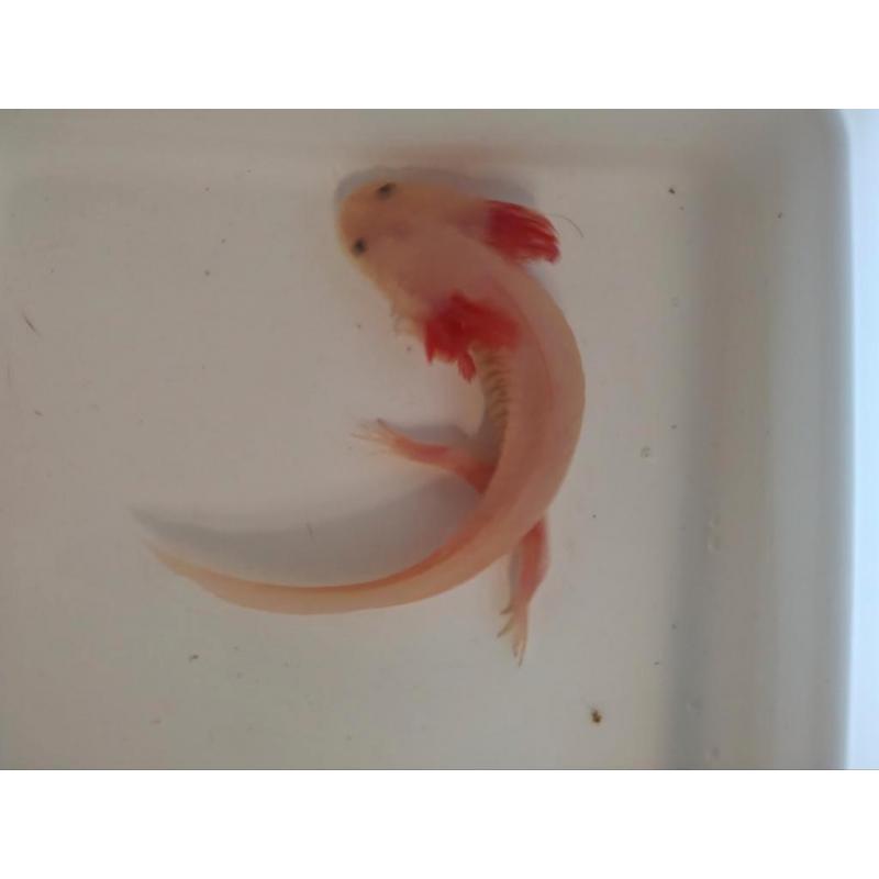 Axolotl, wit-roze