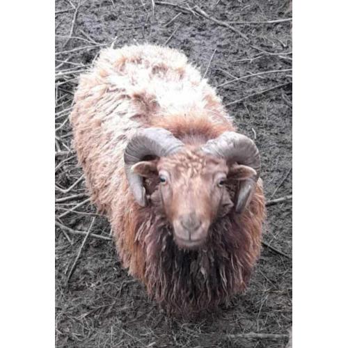 Schaap Ouessant - Ram - 2 jaar oud