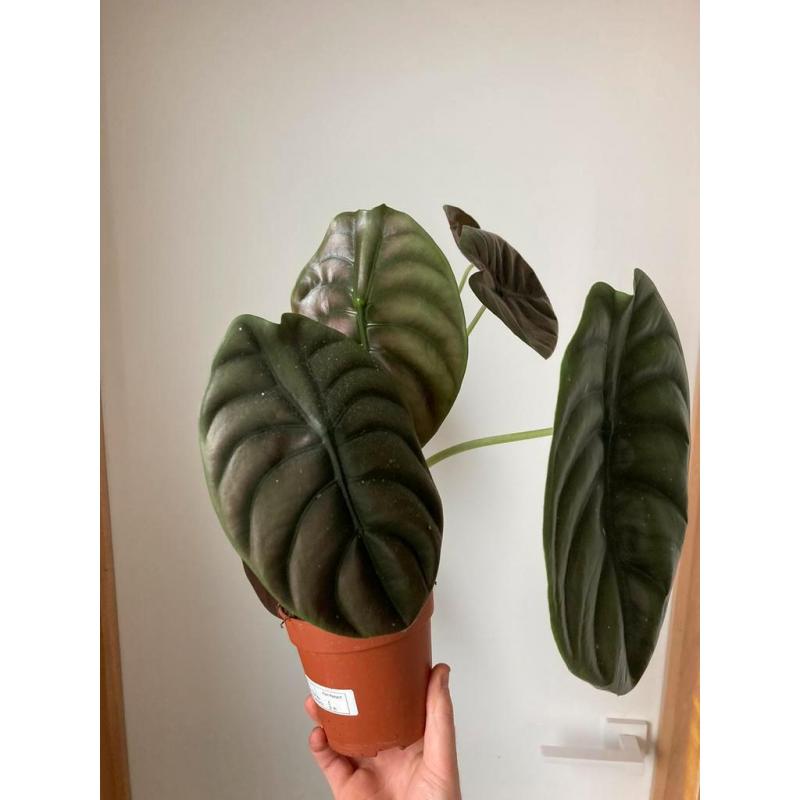 Alocasia red secret