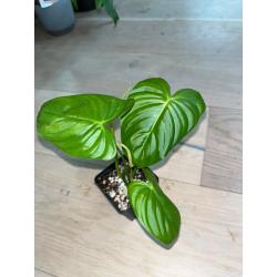 Philodendron Tenue