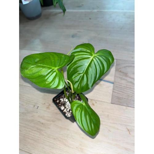 Philodendron Tenue