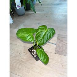 Philodendron Tenue