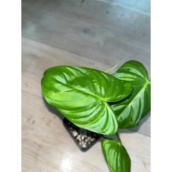 Philodendron Tenue