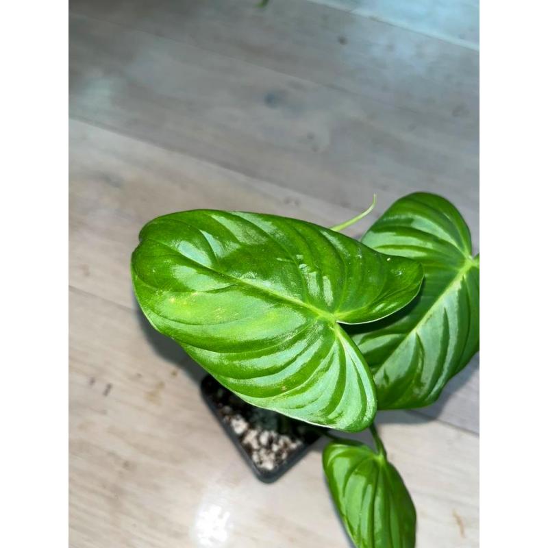 Philodendron Tenue