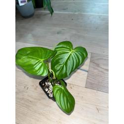 Philodendron Tenue