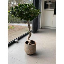 Bonsai” Ficus Ginseng”