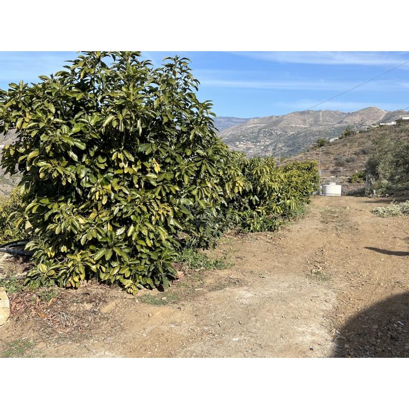 Finca in Andalucia met zeezicht en avocadoplantage