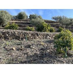 Finca in Andalucia met zeezicht en avocadoplantage