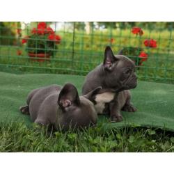 Franse Bulldog (Levering is overal mogelijk)