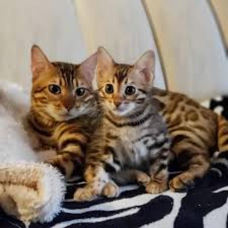 Schattige Bengaalse kittens