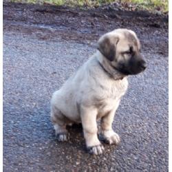 Kangal puppy&#039;s