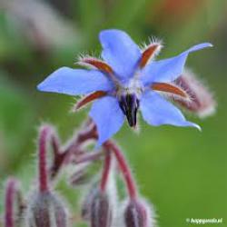 verschillende bloemzaden en plantjes vanaf 1€