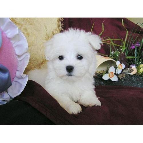 Vrouwelijke Maltese Pup