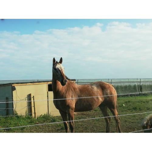 Appaloosa merrie Lola