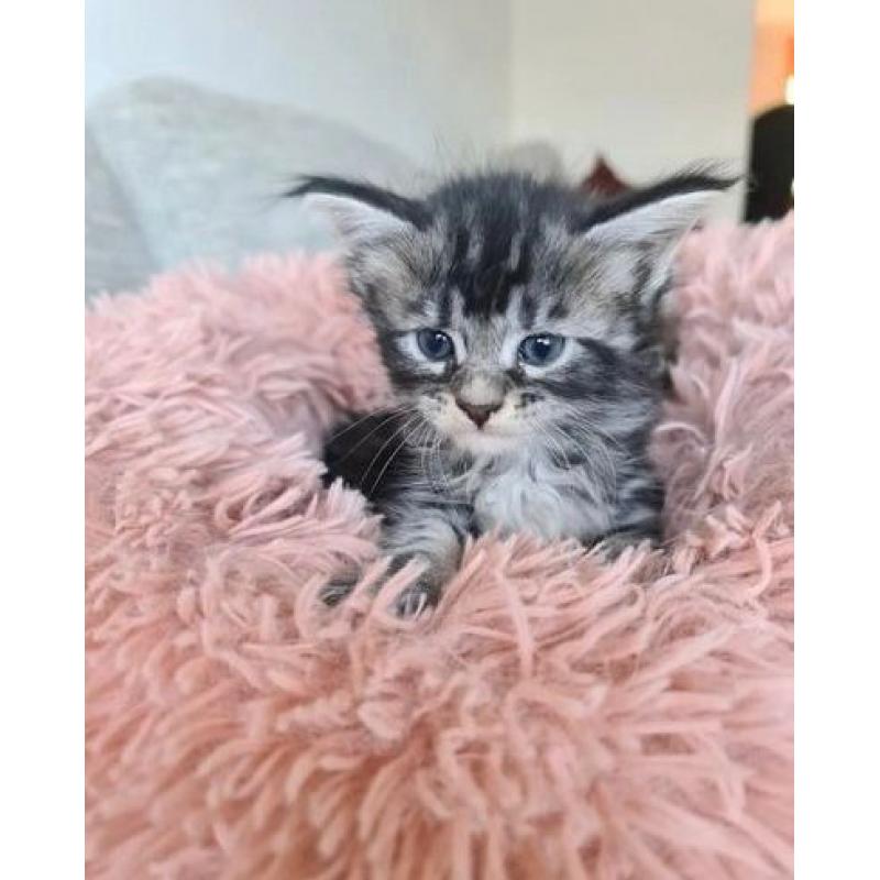 Maine coon kittens