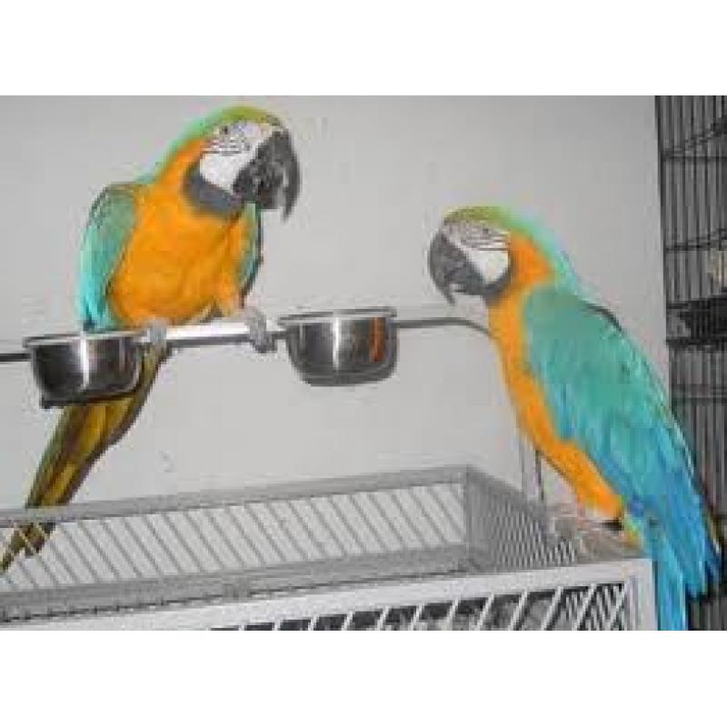 Pratend paar blauwe en gouden ara papegaaien