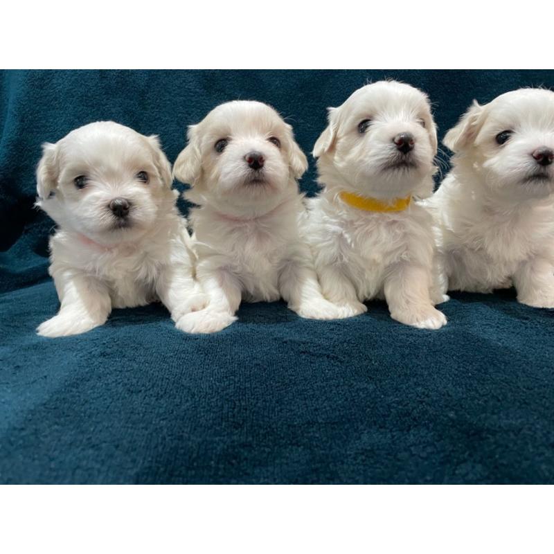 Maltese puppy&#039;s