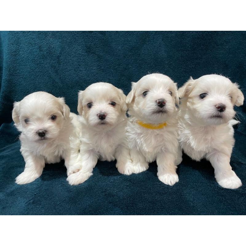 Maltese puppy&#039;s