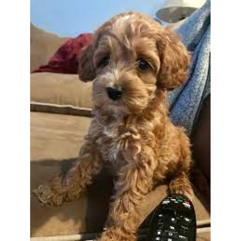 Labradoodle