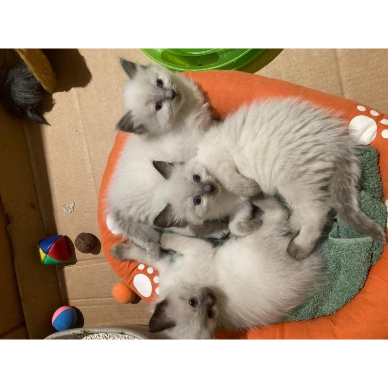 Ragdoll-kittens