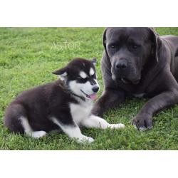 Alaskan malamute pups allebei ouders FCI