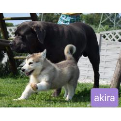 Alaskan malamute pups allebei ouders FCI