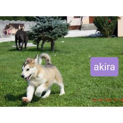 Alaskan malamute pups allebei ouders FCI