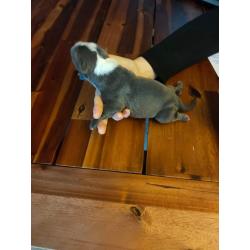 American Bully pocket puppy&#039;s