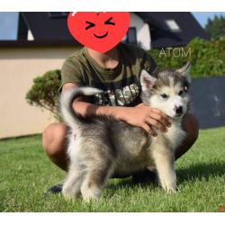 Alaskan malamute pups allebei ouders FCI