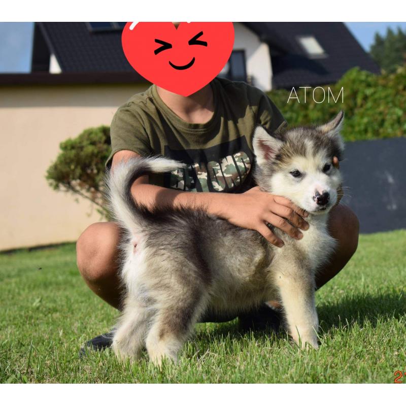 Alaskan malamute pups allebei ouders FCI