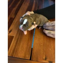 American Bully pocket puppy&#039;s